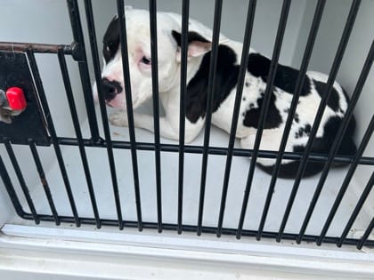 Photo of 61908380, adoptable dog in Atlanta, Georgia