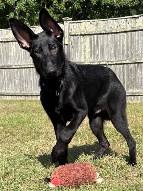 Photo of George, adoptable German Shepherd Dog in Brewster, Massachusetts