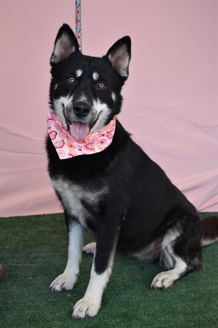 Photo of Lava Cake, adoptable Siberian Husky in Bakersfield, California