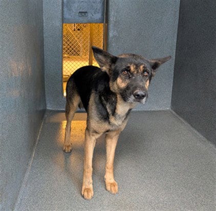 Photo of Miracle, adoptable German Shepherd Dog in Gardena, California