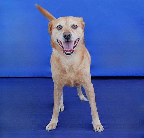 Photo of Coda, adoptable Australian Cattle Dog/Blue Heeler in Baldwin Park, California