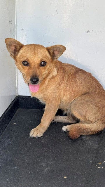 Photo of A172004, adoptable Chihuahua in Bakersfield, California