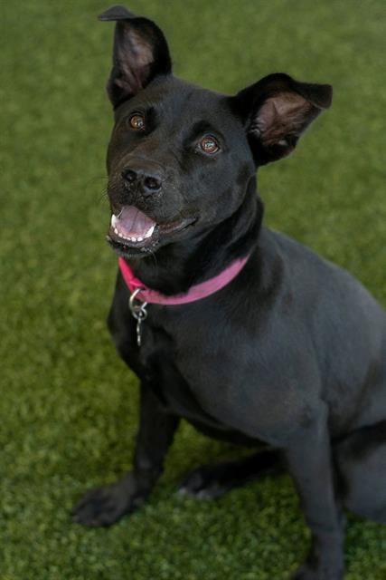 Photo of Nova, adoptable Labrador Retriever in Baytown, Texas