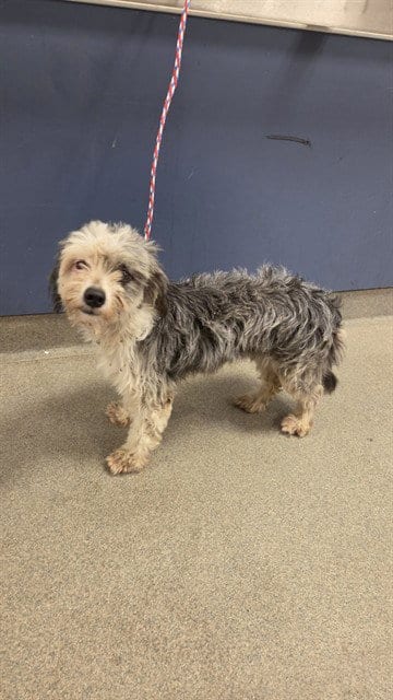 Photo of Percy, adoptable Shih Tzu in Miami, Florida