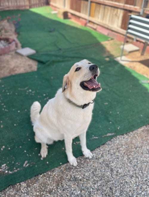 Photo of Jenny, adoptable Anatolian Shepherd in Escondido, California