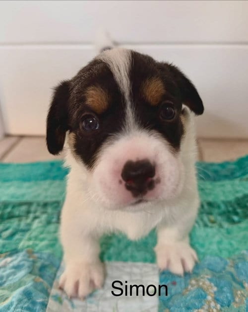 Photo of Simon, adoptable Jack Russell Terrier in Cave Creek, Arizona