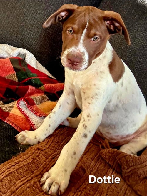 Photo of Puppy Dottie, adoptable Golden Retriever in Franklin, Tennessee