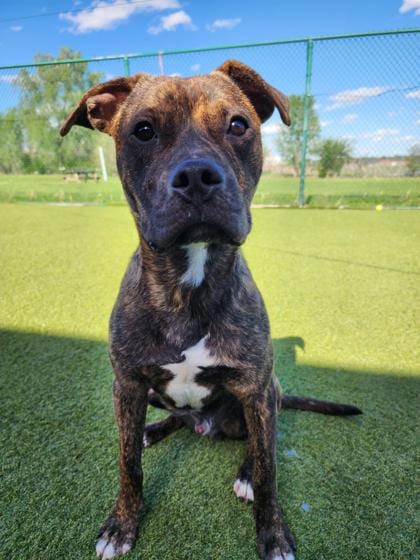 Photo of Benito, adoptable Boxer in Raytown, Missouri