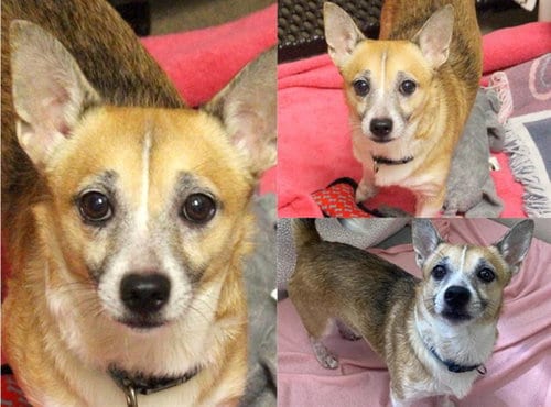 Photo of Lil Bub, adoptable Chihuahua in Fort Wayne, Indiana