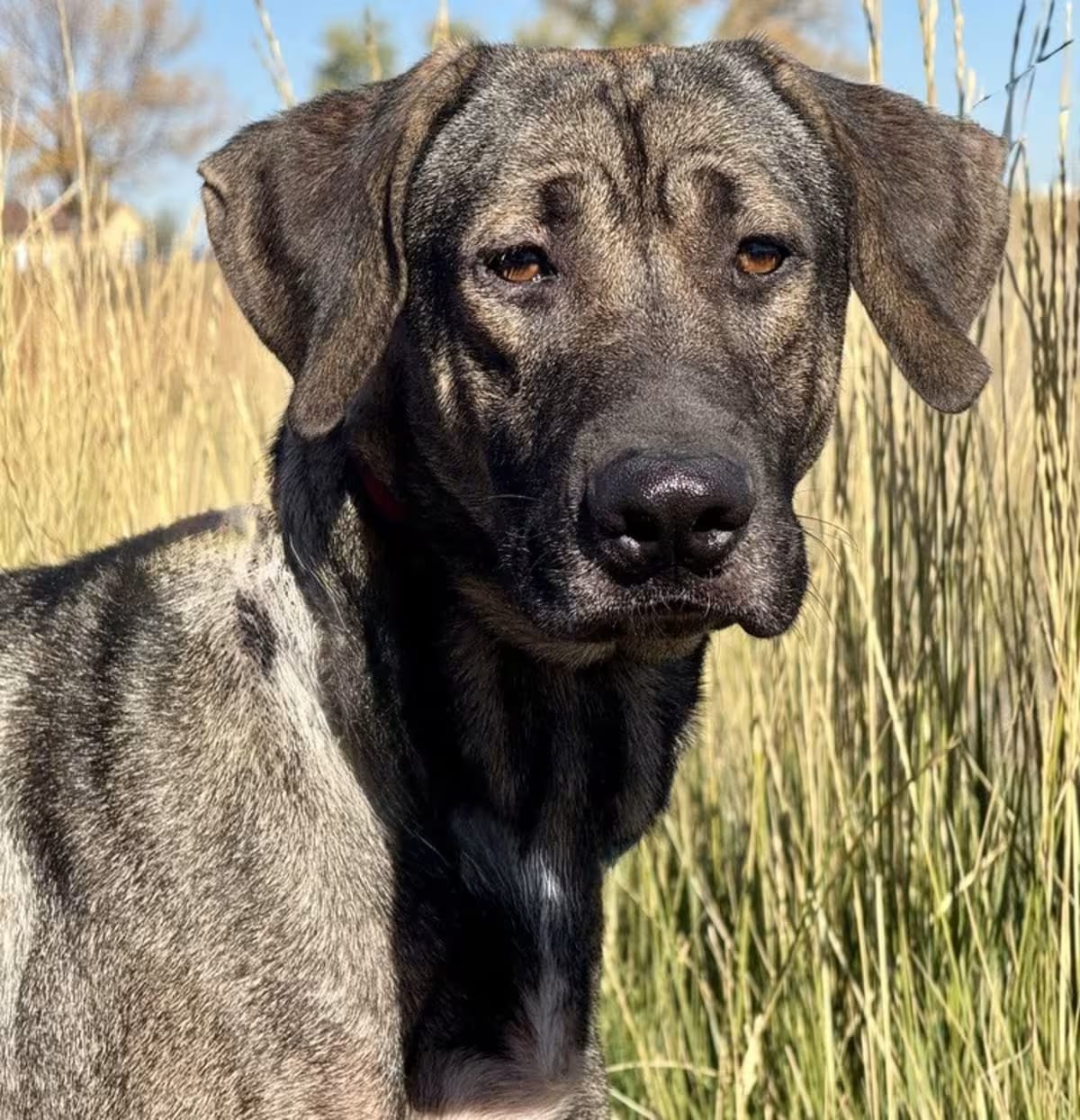 Photo of General, adoptable Black Mouth Cur/Great Dane in Littleton, Colorado