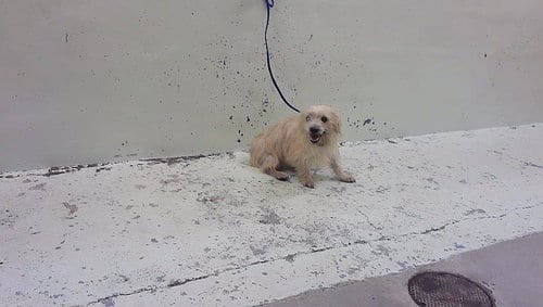 Photo of Peanut, adoptable Chihuahua in Houston, Texas