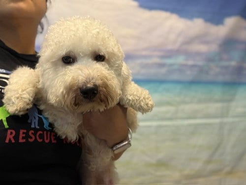 Photo of Waffles, adoptable Poodle (Miniature) in Miami, Florida
