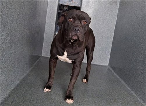 Photo of Deuce, adoptable Pit Bull Terrier in Gardena, California