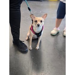 Photo of Manza, adoptable Chihuahua in Chatsworth, California