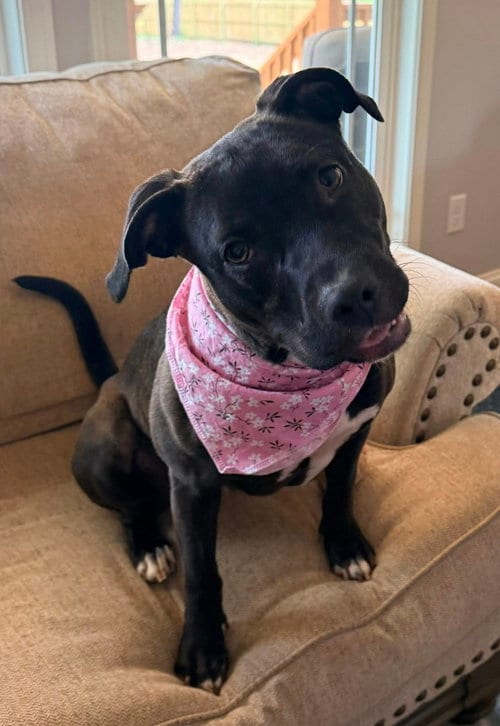 Photo of Roo, adoptable Terrier in Greenville, South Carolina