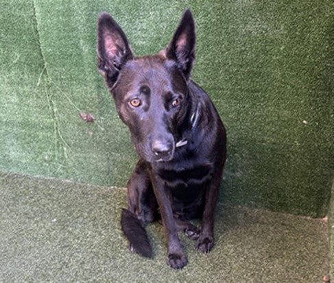 Photo of Becca, adoptable German Shepherd Dog in Lancaster, California
