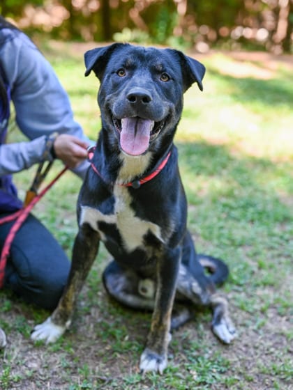 Photo of Koala, adoptable dog in Chamblee, Georgia