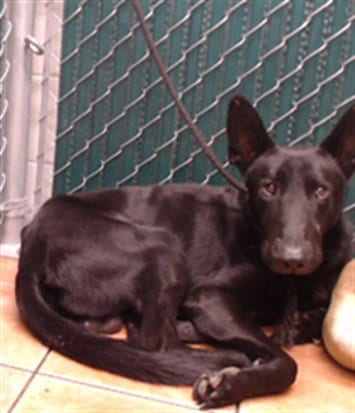Photo of Manny, adoptable German Shepherd Dog in Downey, California