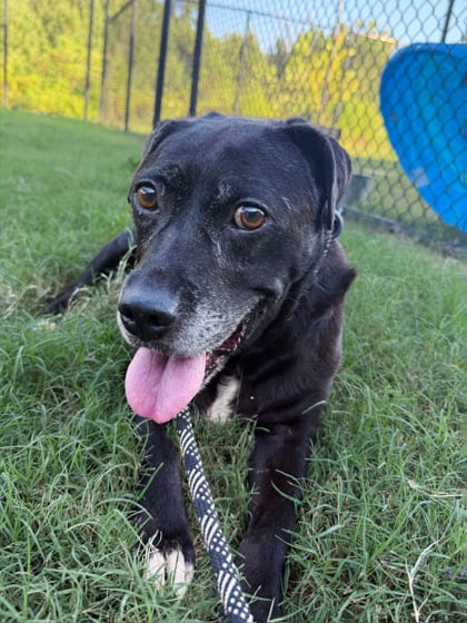 Photo of Spoon Bill, adoptable dog in Atlanta, Georgia