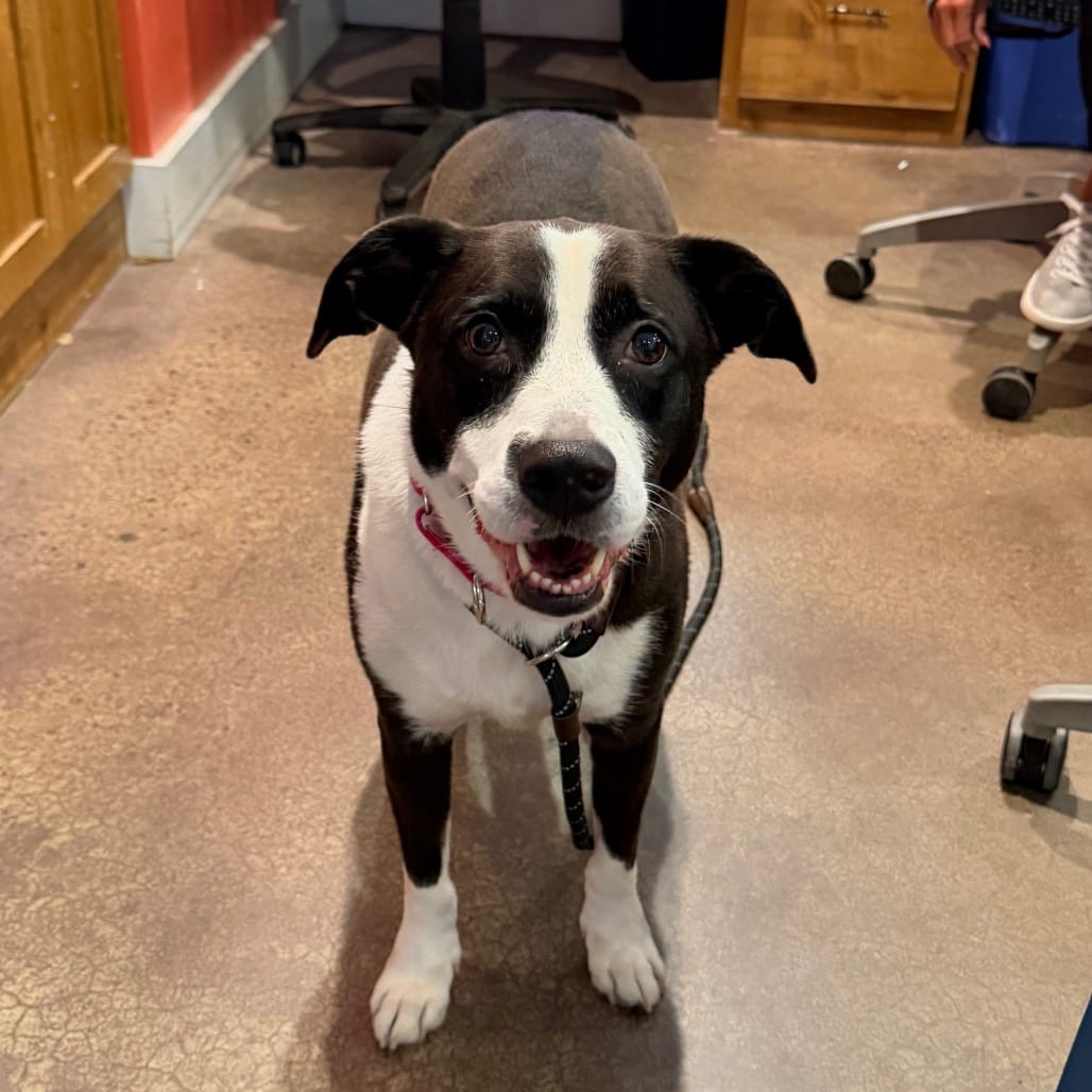 Photo of Suzie, adoptable Mixed Breed (Medium) in St. Charles, Missouri