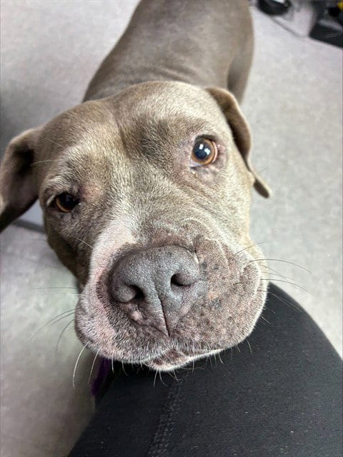Photo of Barbie, adoptable Mastiff in Palmetto, Florida