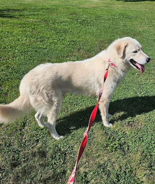 Photo of Thomas - Rehome, adoptable Great Pyrenees in Monterey, Virginia