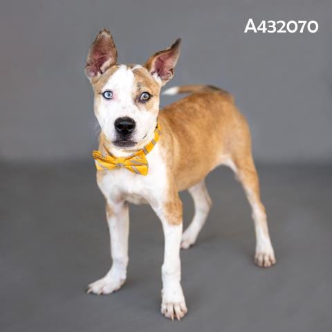 Photo of Simon, adoptable Pit Bull Terrier in Conroe, Texas