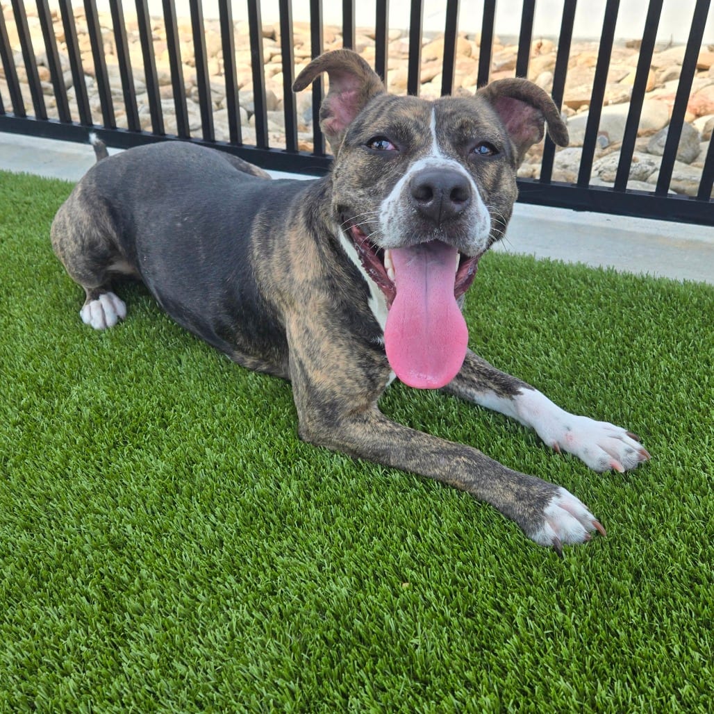 Photo of Lexi, adoptable Catahoula Leopard Dog in Spartanburg, South Carolina