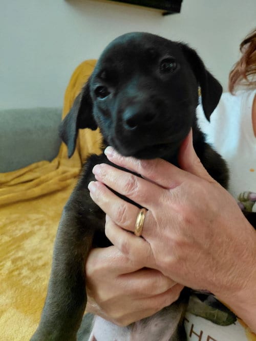 Photo of Deacon (Mascot Litter), adoptable German Shepherd Dog in Holly Springs, North Carolina