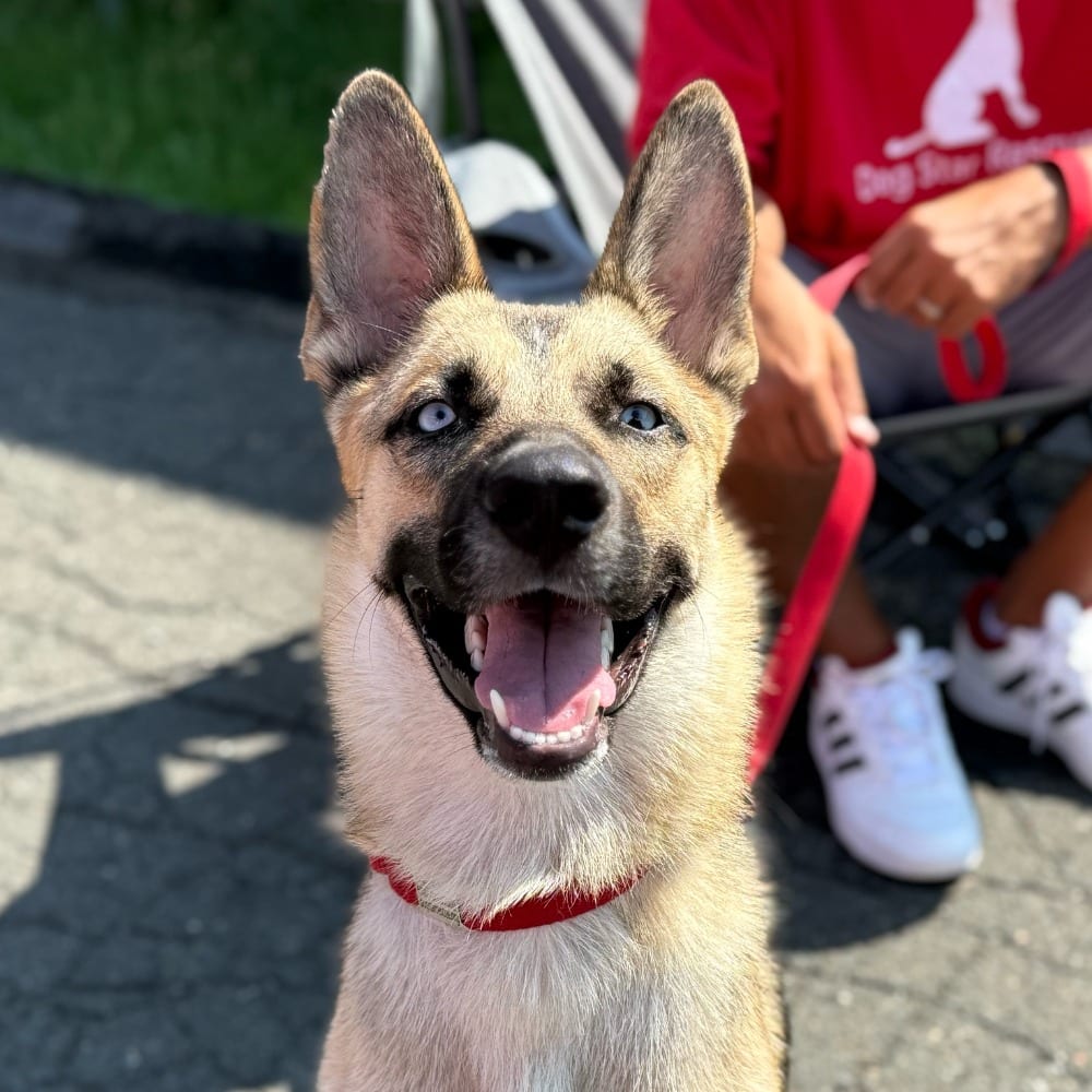 Photo of Locke, adoptable German Shepherd Dog in Bloomfield, Connecticut