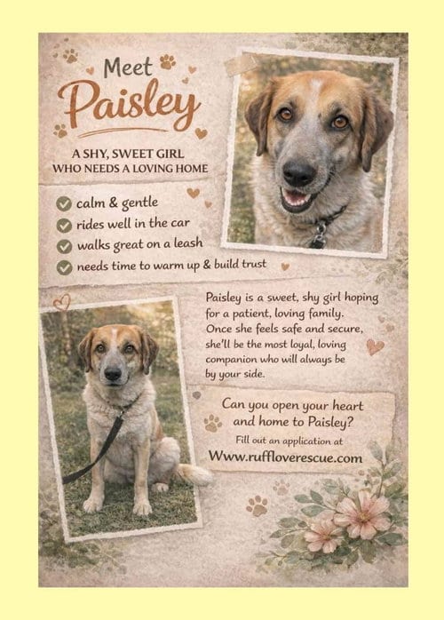 Photo of Paisley, adoptable Great Pyrenees in Thomasville, North Carolina
