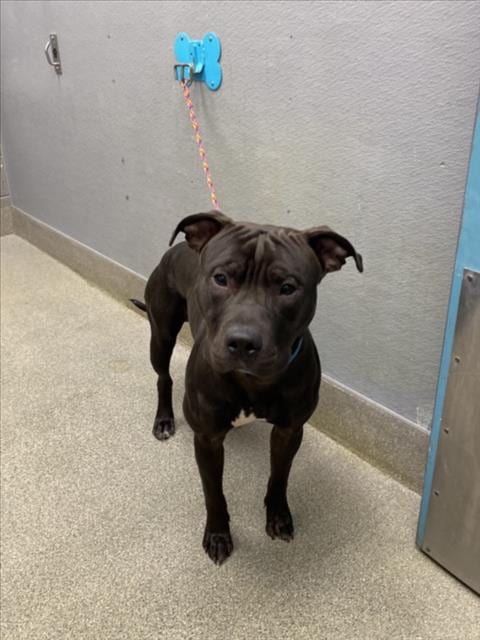 Photo of Bear, adoptable Pit Bull Terrier in Las Vegas, Nevada