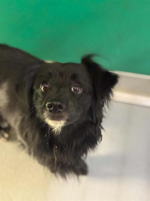 Photo of Arthur, adoptable Cairn Terrier in Visalia, California