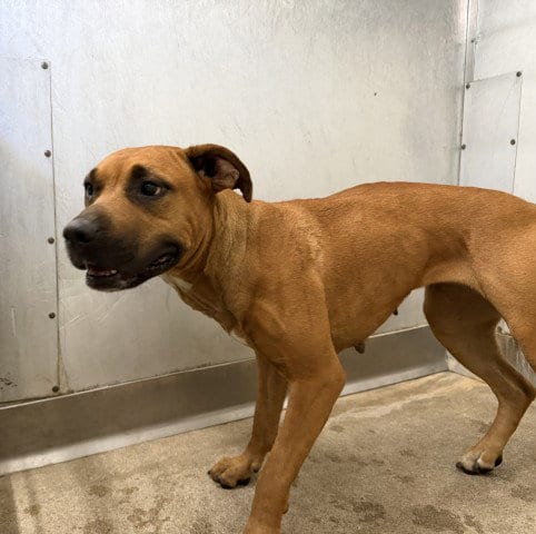 Photo of Sadie, adoptable Pit Bull Terrier in San Bernardino, California