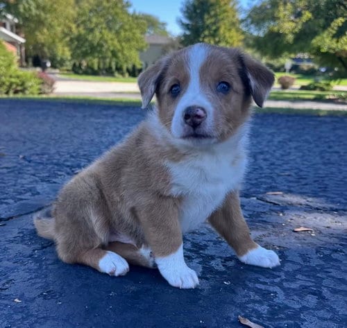 Photo of George, adoptable Australian Shepherd in Hillside, Illinois