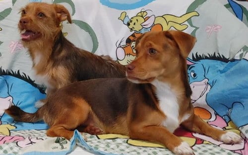 Photo of Nala Needs to go with Cimba, adoptable Chihuahua in Sherman Oaks, California