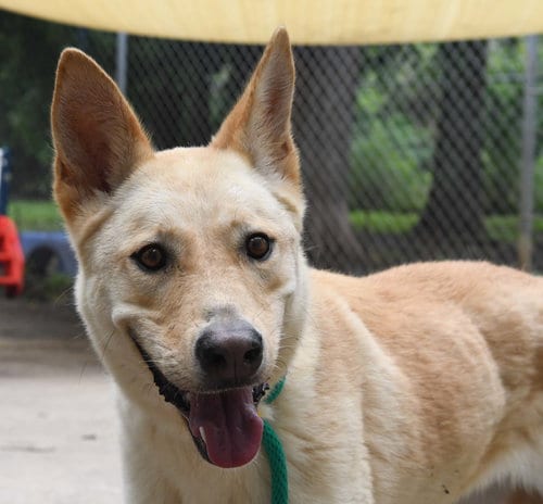 Photo of Bella, adoptable Shepherd in Houston, Texas