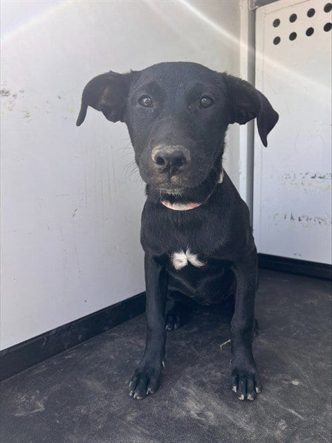 Photo of A171894, adoptable Labrador Retriever in Bakersfield, California