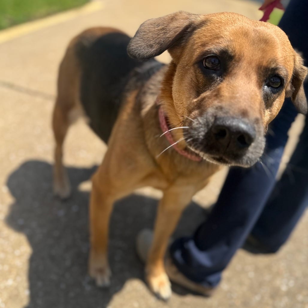 Photo of Zelda, adoptable Mixed Breed (Medium) in Corinth, Mississippi