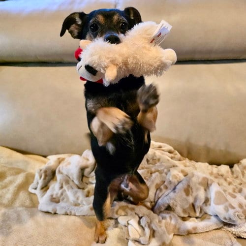 Photo of Kismet, adoptable Dachshund in Batavia, Ohio
