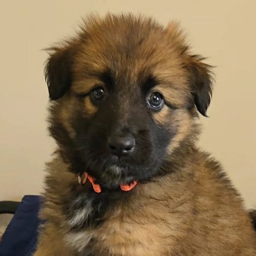 Photo of Shenandoah, adoptable Shepherd in Normal, Illinois