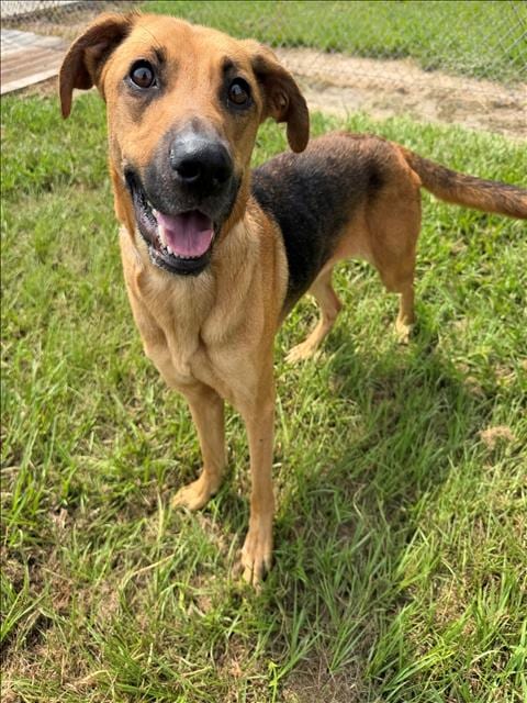 Photo of Penelope, adoptable German Shepherd Dog in Conroe, Texas