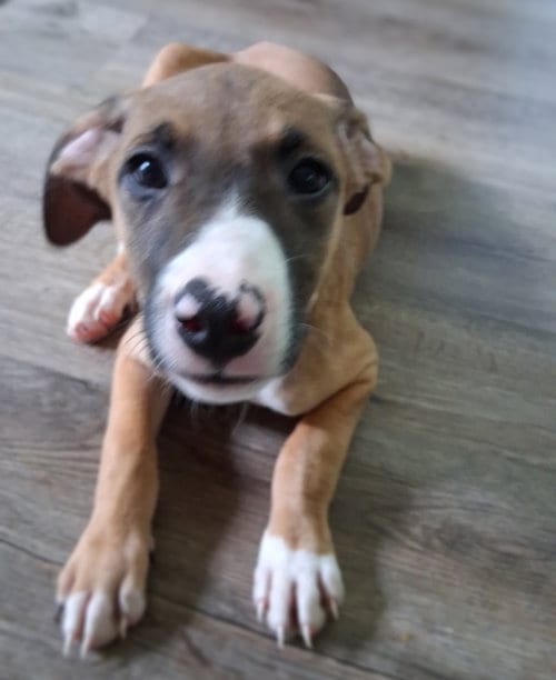 Photo of Luna, adoptable American Pit Bull Terrier in Chester, Virginia