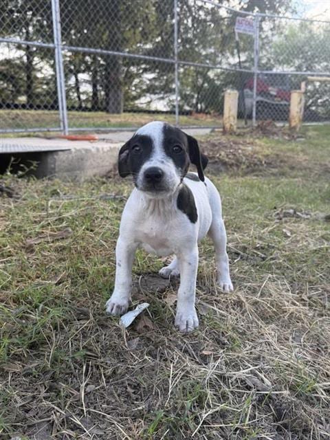 Photo of Daisy, adoptable American Staffordshire Terrier in San Antonio, Texas