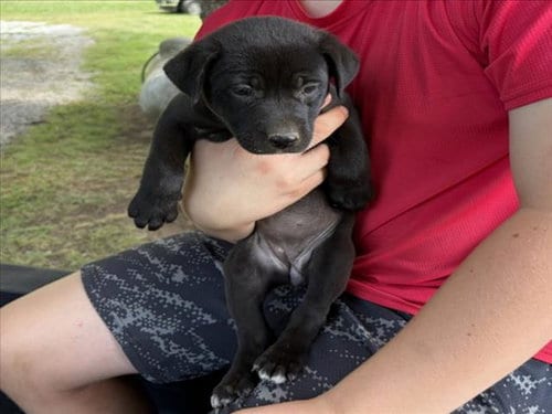Photo of Theodosia, adoptable Pit Bull Terrier in Chapel Hill, North Carolina