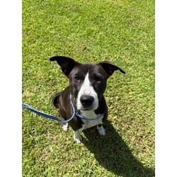 Photo of Zola, adoptable American Pit Bull Terrier in Baton Rouge, Louisiana