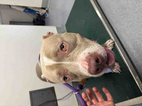 Photo of Billy, adoptable Pit Bull Terrier in Bonita, California