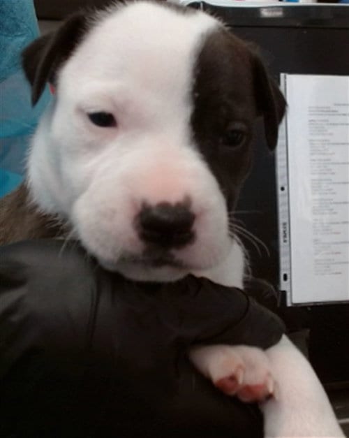 Photo of Melantho, adoptable Pit Bull Terrier in San Bernardino, California