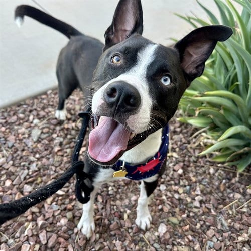 Photo of Buckeye, adoptable American Pit Bull Terrier in Mesa, Arizona