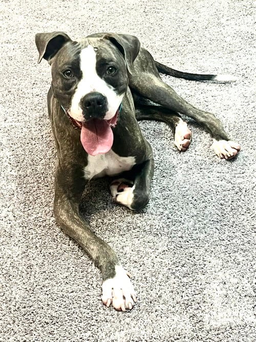 Photo of Royce, adoptable Terrier in Shreveport, Louisiana